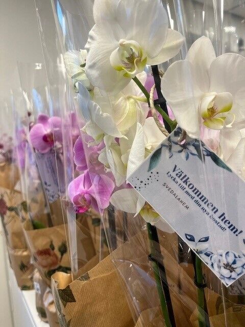 Vita och rosa orkider och välkommen hem lapp